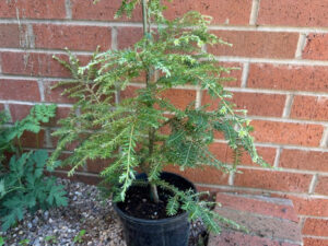 Tsuga canadensis 'Gentsch White'-0