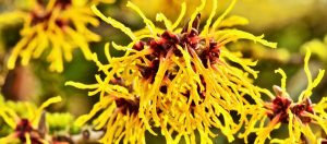Hamamelis Lecture and Garden Tour
