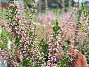 Calluna vulgaris 'Athene' 1 Litre Pot-0