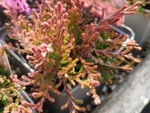 Calluna vulgaris 'Blazeaway' 1 Litre Pot-0