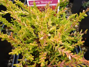 Calluna vulgaris 'Boskoop' 9cm Pot-0