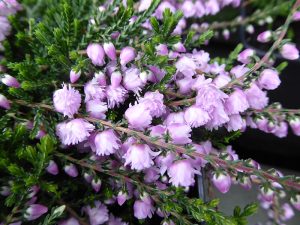 Calluna vulgaris 'County Wicklow' 1 Litre Pot-0