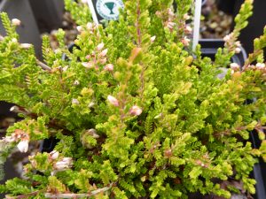 Calluna vulgaris 'Sir John Charrington' 9cm Pot-0