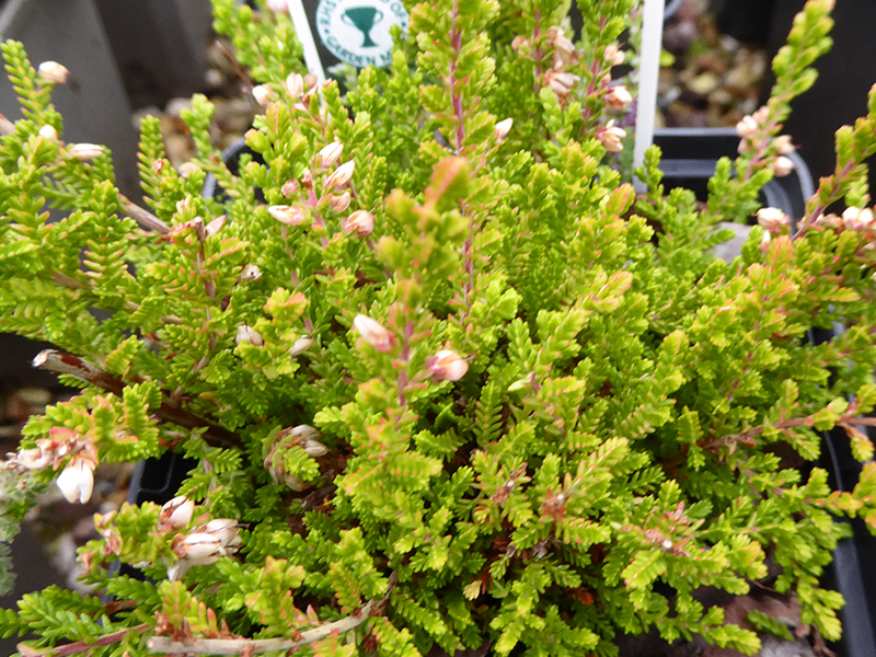 Calluna vulgaris 'Sir John Charrington' 9cm Pot-0