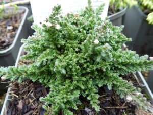 Calluna vulgaris 'Sister Anne' 9cm Pot-0