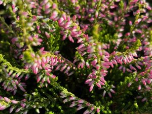 Calluna vulgaris 'Theresa' 1 Litre Pot -0
