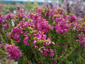 Calluna vulgaris 'Con Brio' 1 Litre Pot-0