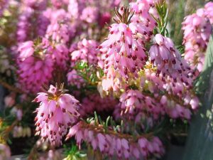 Erica carnea 'Diana Young' 1 Litre Pot-0