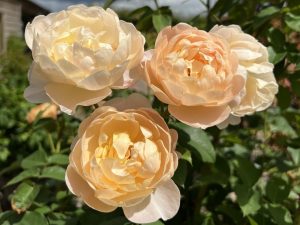 Rosa DA shrub 'Dannahue' (Ausa6b15)-0