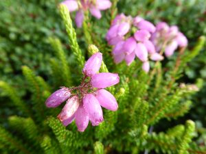 Erica stuartii 'Irish Lemon' (9cm pot)-0