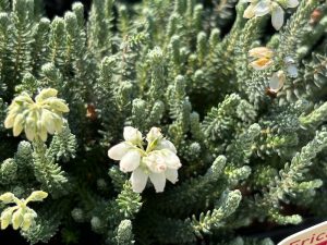 Erica tetralis 'Alba Mollis' 9cm Pot-0