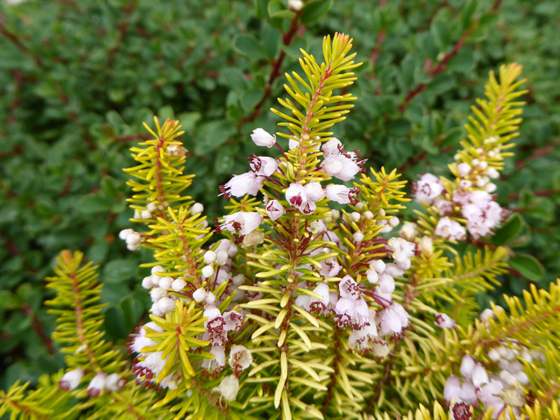 Erica vagans 'Yellow John' 1 Litre Pot-25099