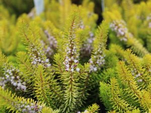 Erica vagans 'Yellow John' 1 Litre Pot-0