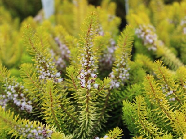 Erica vagans 'Yellow John' 1 Litre Pot-0