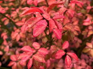 Euonymus alatus 'Rudy Haag'-0