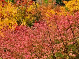 Euonymus alatus f. ciliatodentatus-0