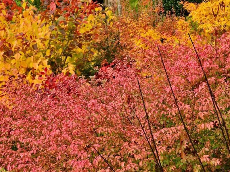 Euonymus alatus f. ciliatodentatus-0
