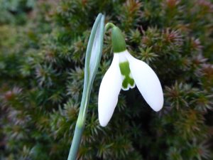 Galanthus 'Anglesey Orange Tip'-0