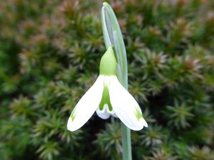 Galanthus elwessi 'Bertha'-0