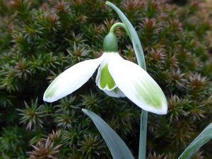 Galanthus 'Chantry Cracker'-0