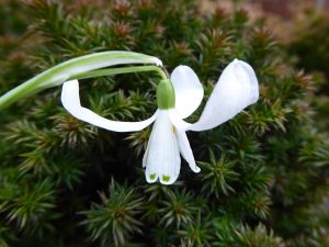 Galanthus nivalis 'Egret'-0