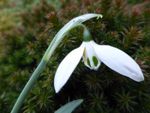 Galanthus elwesii 'Helen Tomlinson'-0