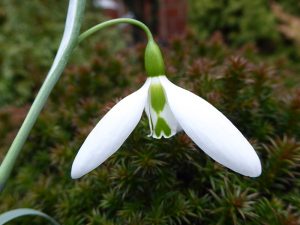 Galanthus North Green Wasp'-0