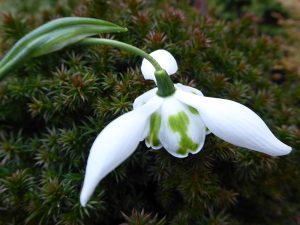 Galanthus 'Richard Ayres'-0