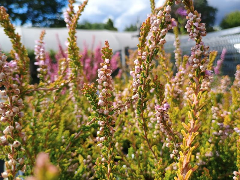 Calluna vulgaris 'Gold Knight' 1 Litre Pot-0