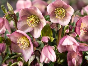 Helleborus × hybridus HGC Ice Breaker 'Rosy'-0