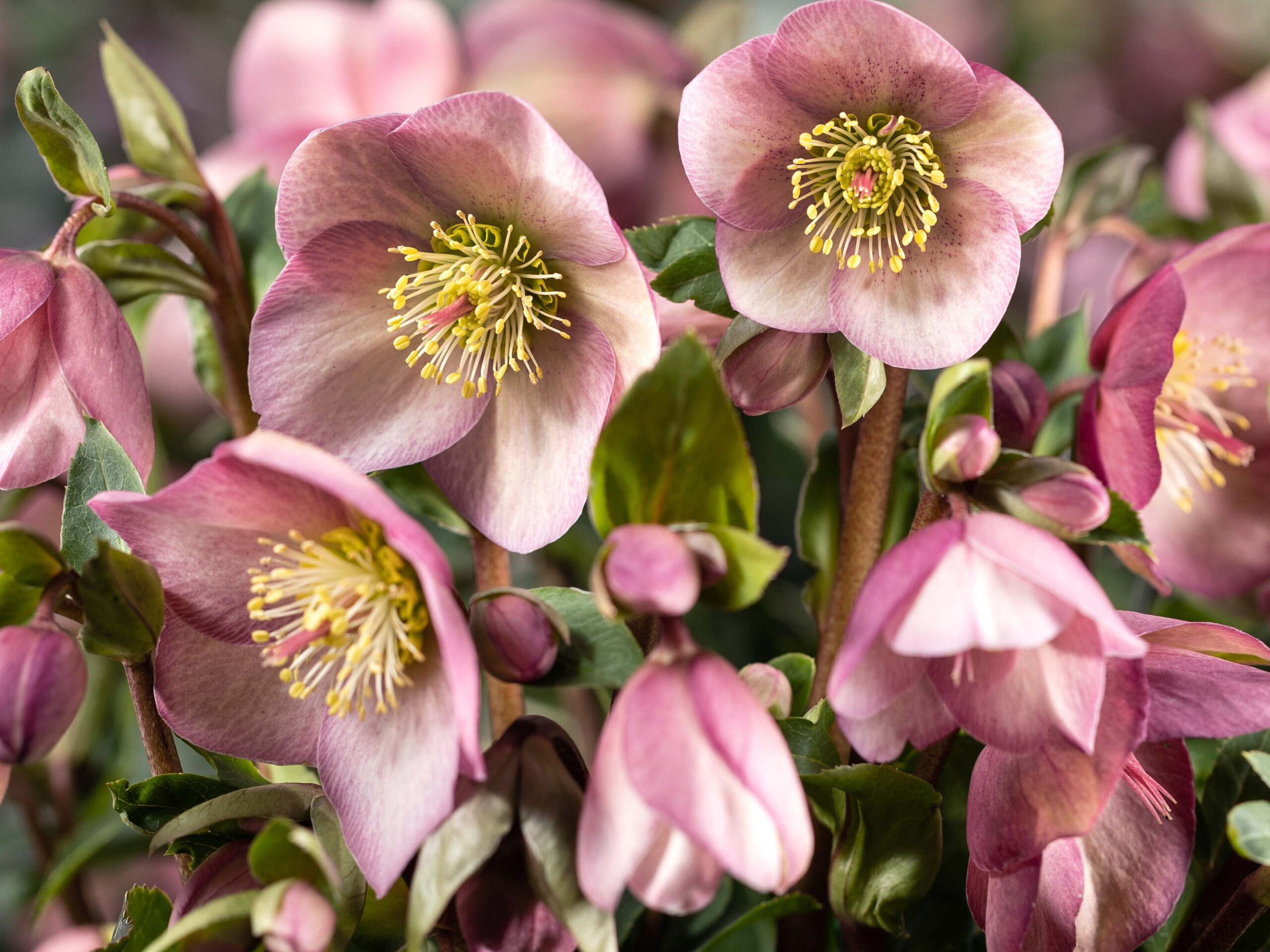 Helleborus × hybridus HGC Ice Breaker 'Rosy'-0