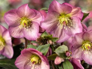 Helleborus HGC Ice n' Roses 'Pink Promise'-0