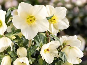Helleborus x lemperii (Winter Ballet Series) HGC' Honey'-0
