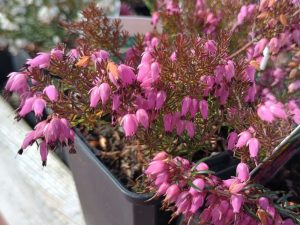 Erica carnea 'Lohse's Rubin' 9cm Pot-0