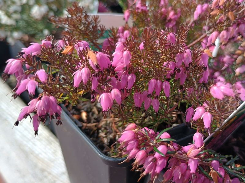 Erica carnea 'Lohse's Rubin' 9cm Pot-0
