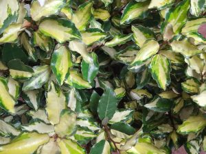 Elaeagnus x ebbingei 'Maryline-0