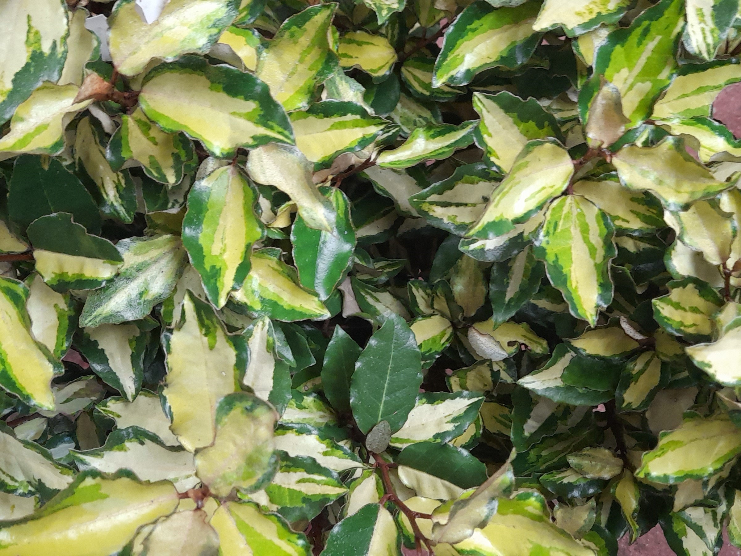 Elaeagnus x ebbingei 'Maryline-0