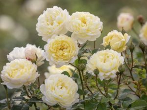 Rosa 'Nye Bevan' ® (Auspital)-0