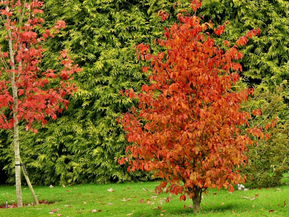 Parrotia persica Persian Spire PBR 12L Pot-26447