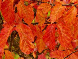 Parrotia persica Persian Spire PBR 12L Pot-0