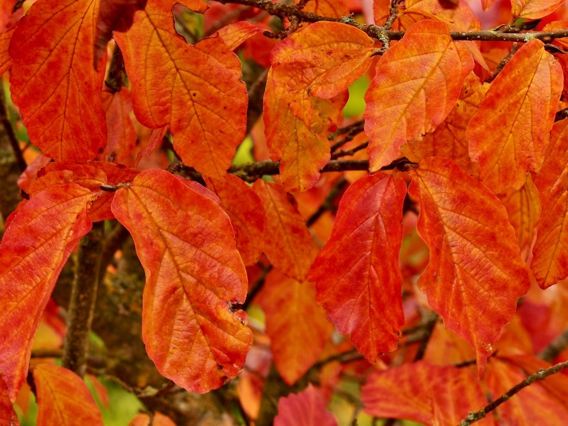 Parrotia persica Persian Spire PBR 12L Pot-0