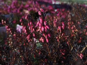 Erica x darleyensis 'Pink Harmony' 1 Litre Pot-0