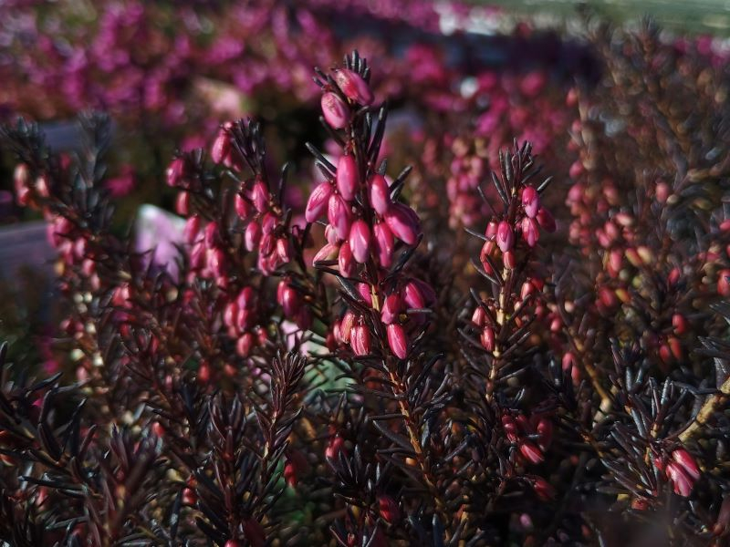 Erica x darleyensis 'Pink Harmony' 1 Litre Pot-0