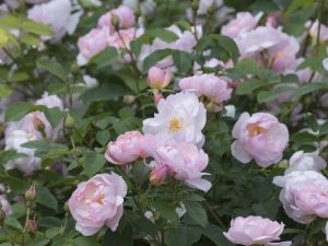 Rosa 'Scarborough Fair' ® (Ausoran)-0