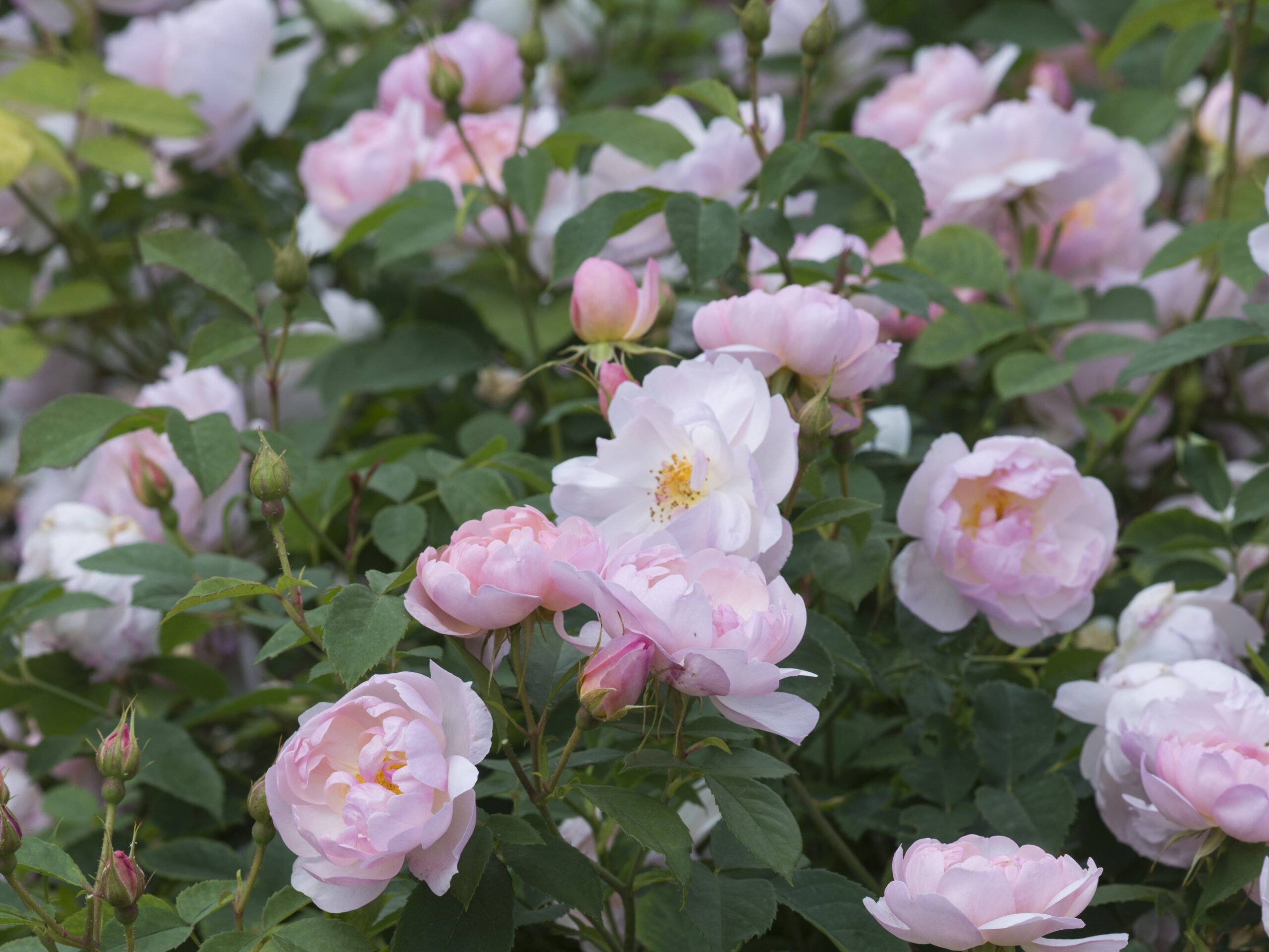 Rosa 'Scarborough Fair' ® (Ausoran)-0