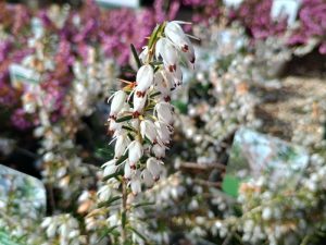 Erica carnea 'Snowbelle' 9cm Pot-0