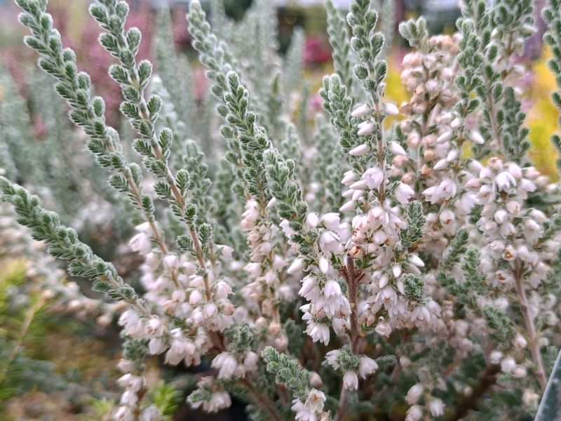 Calluna vulgaris 'Velvet Fascination' 1 Litre Pot-0