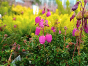 Daboecia cantabrica 'William Buchanan' 9cm Pot-0