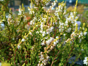 Calluna vulgaris 'Yvette's Gold 1 Litre Pot-0
