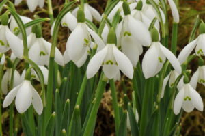 Snowdrop Lecture by Helen Picton and Ross Barbour